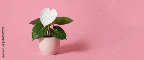White anthurium plant in a ...