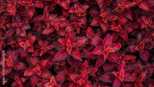 Red foliage of tropical pla...
