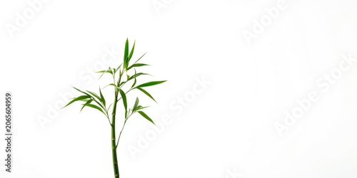 Lone green bamboo plant sho...