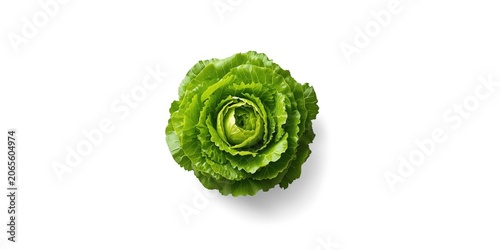 Green Oak Leaf Lettuce Head...