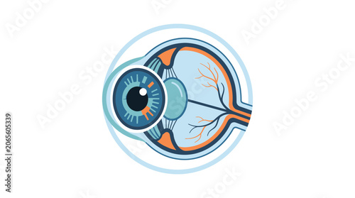 Bild auf Leinwand Anatomy of a human eye.
