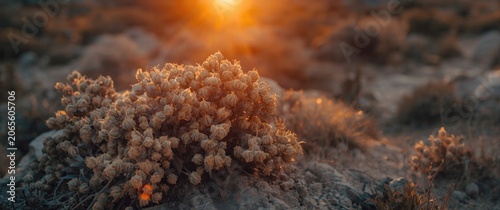 Sunset illuminating dry roc...