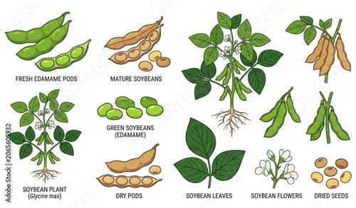 Bild auf Leinwand Edamame and soybean vector pack with immature and mature bean pod illustrations
