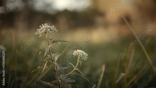 White Dead Nettle plant thr...