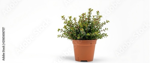Potted green plant with sma...