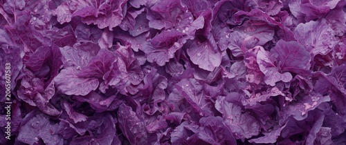 Purple cabbage leaves arran...
