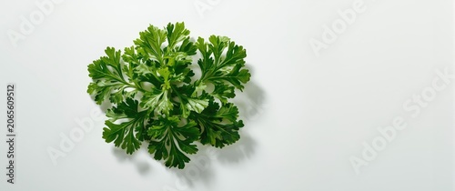 Parsley leaves arranged sim...