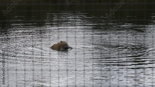 Polar bear swimming in the pond and playing with floating box. View through wire net.