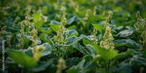 Green soybean plants growin...