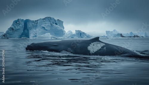 Majestic whale moves throug...