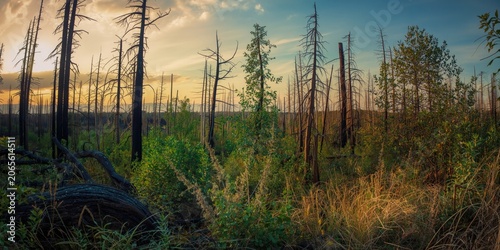 Natural environment with fi...