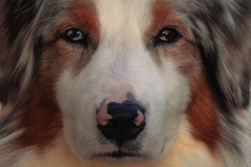 portrait of a dog
