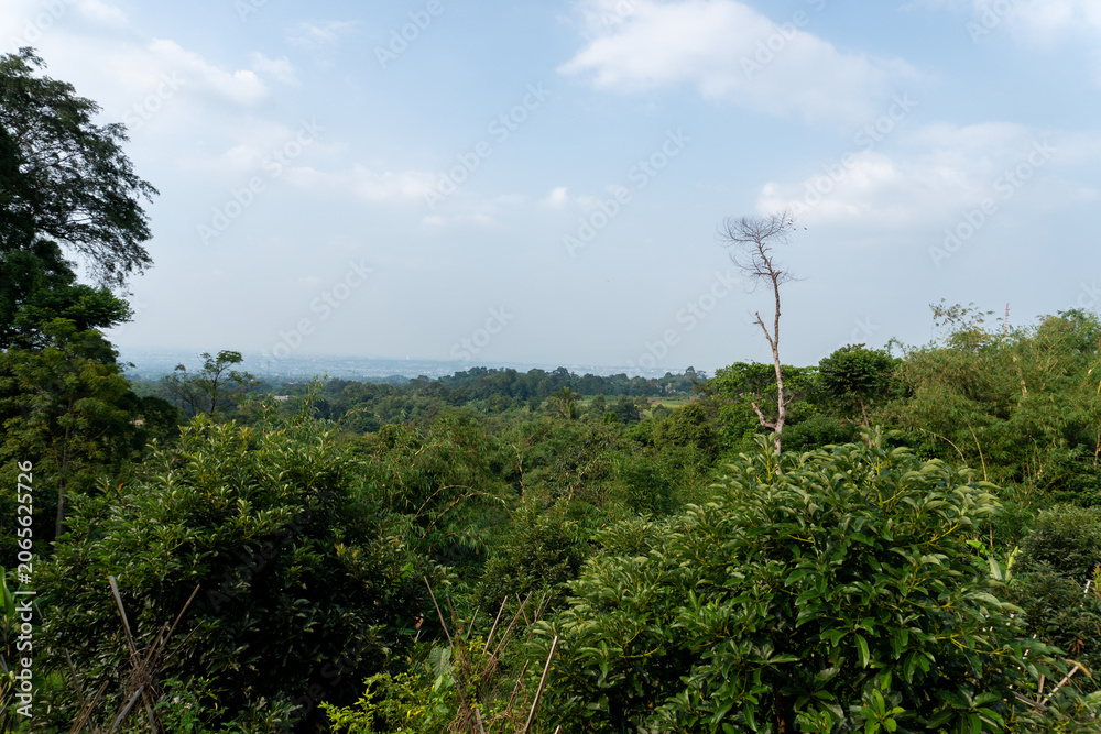 Fototapeta premium Green Forest Landscape With A Hazy Distant Horizon