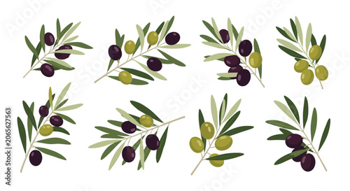 Set of green and black olives on branches with leaves representing healthy mediterranean diet and natural products.
