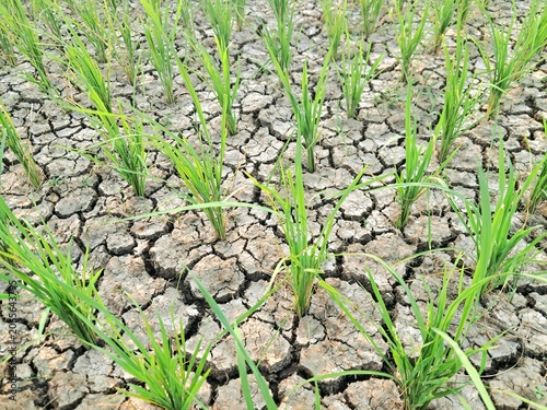 Bilde på lerret Young green rice plants growing on dry cracked earth in a paddy field during severe drought, climate change and agricultural crisis concept