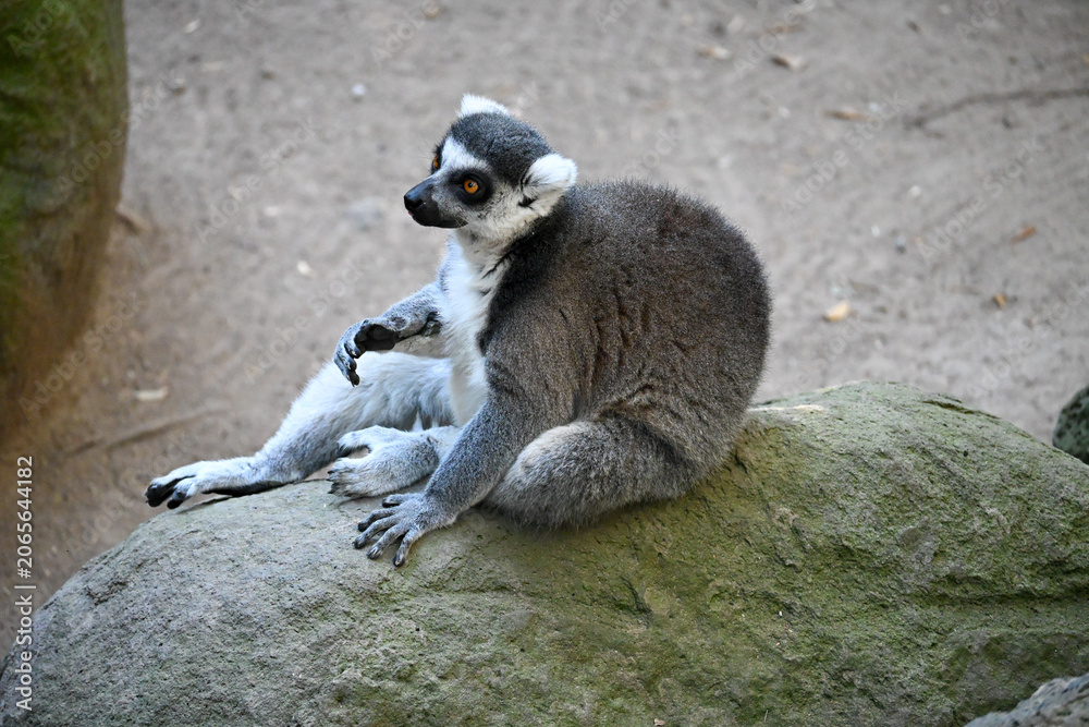 Fototapeta premium A beautiful ring-tailed lemur with distinctive striped tail sitting calmly on a rock in its habitat at Guadalajara Zoo, Mexico.