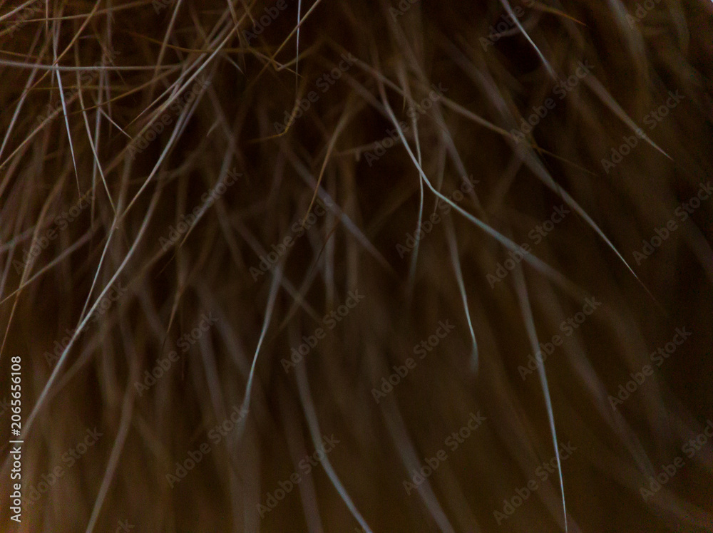 Fotografie Dark brown cat fur texture in high resolution macro view