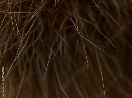 Fotografie Dark brown cat fur texture in high resolution macro view