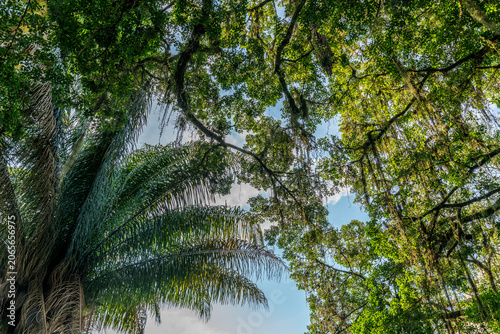 Dossel da Praça XV - centro de Florianopolis, Santa Catarina, sul do Brasil.