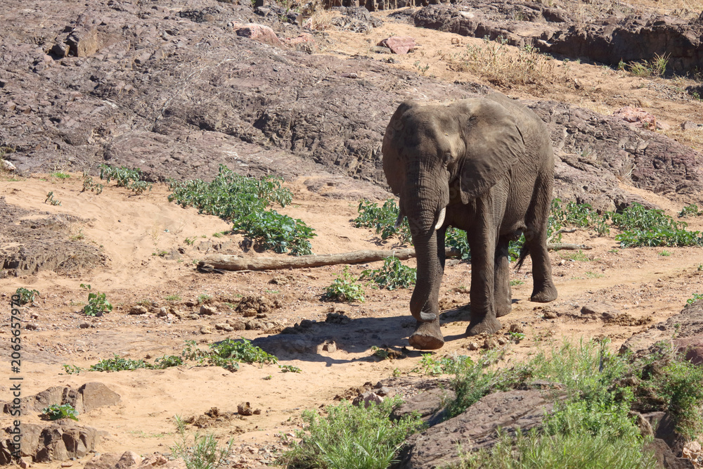 Fototapeta premium Afrikanischer Elefant / African elephant / Loxodonta africana