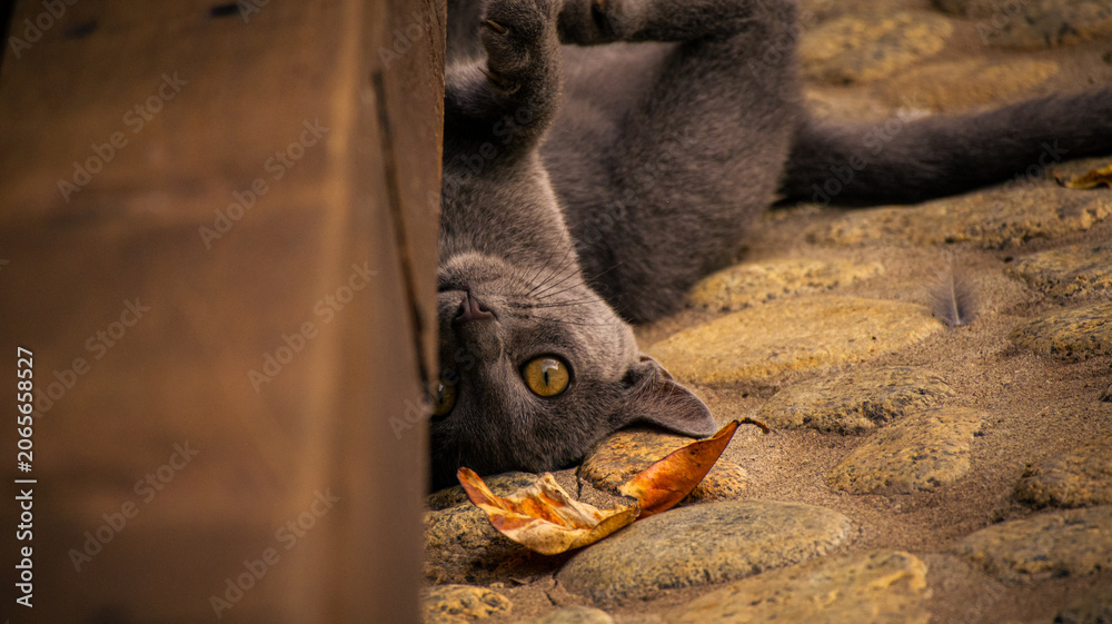 Photography Cat with a leaf