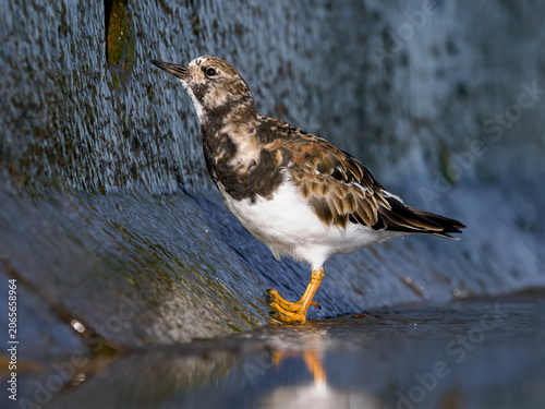 Konstfotografi Turnstone, Ruddy Turnstone, Arenaria interpres, adult moult plumage bird feeding