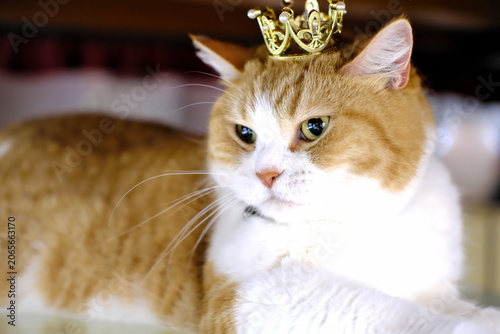Foto Adorable Munchkin cat looking slightly displeased while wearing a small crown