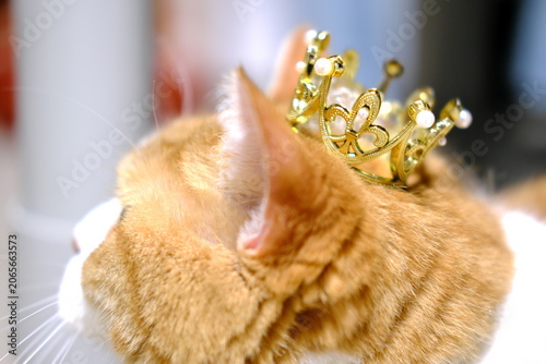 Foto Adorable Munchkin cat looking slightly displeased while wearing a small crown