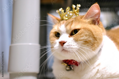 Bild auf Leinwand Adorable Munchkin cat looking slightly displeased while wearing a small crown