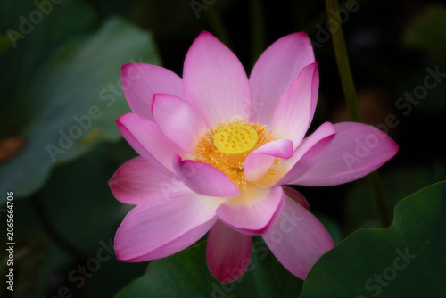 Foto 妖艶蓮花