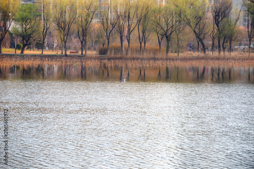 Willows Sprout New Buds on Lakeshore, Vivid Early Spring Scenery