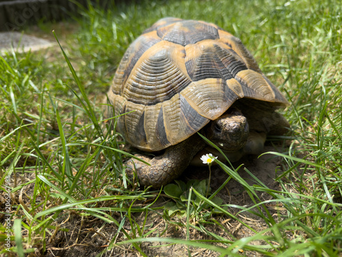 Hermann's tortoise walking through dense green grass
