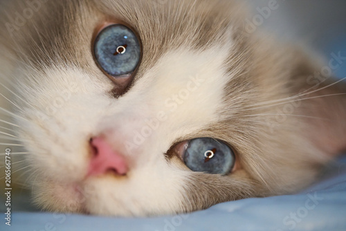 Photos A close up portrait of a cute regdoll cat.