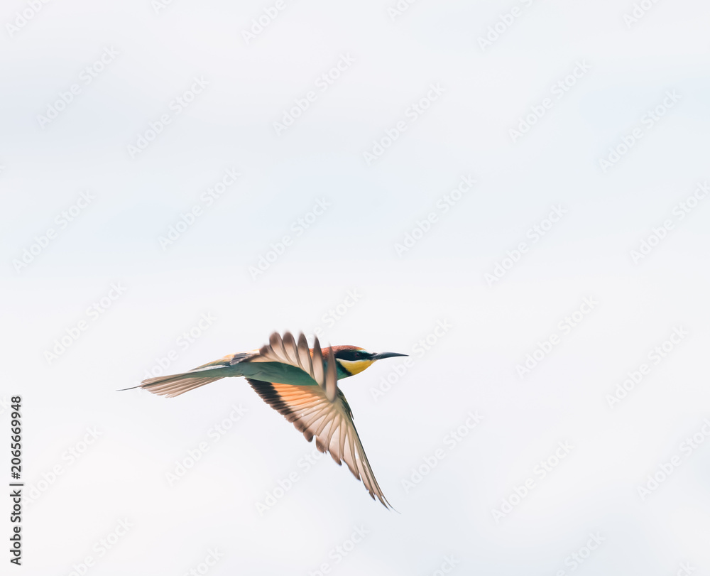 Fototapeta premium bee-eater in flight 