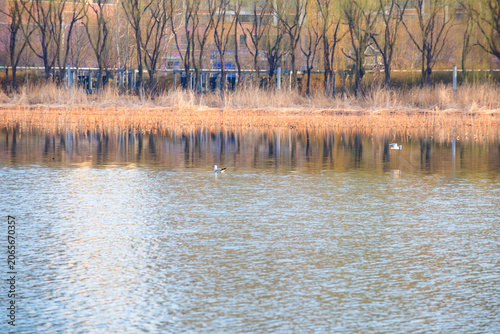 Willows Sprout New Buds on Lakeshore, Vivid Early Spring Scenery