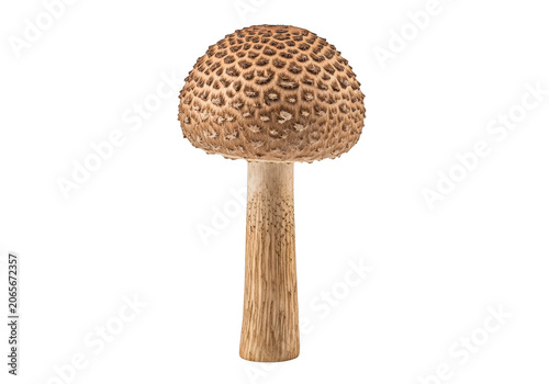 Detailed brown mushroom, parasol mushroom species, with scaly cap and fibrous stem, natural edible fungus, isolated on transparent background for food and design.