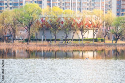 Willows Sprout New Buds on Lakeshore, Vivid Early Spring Scenery