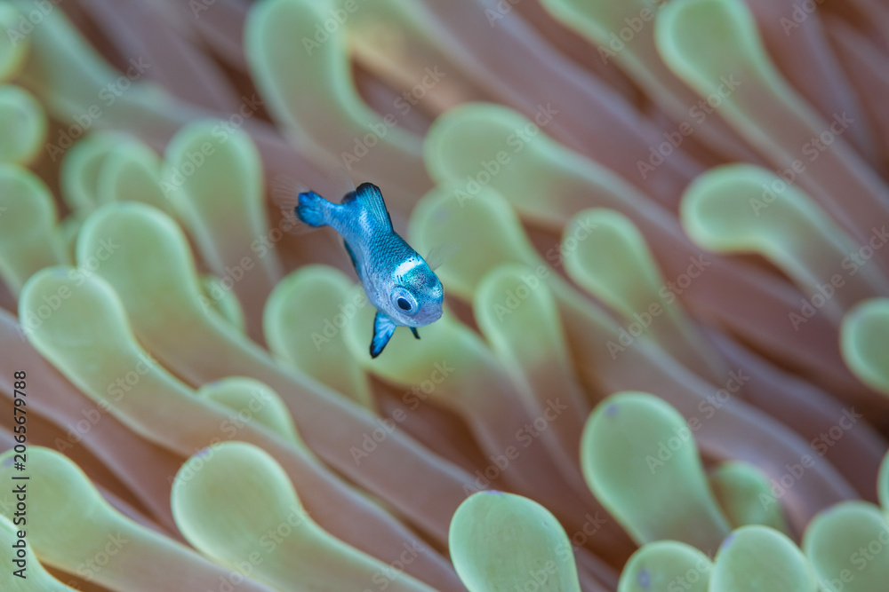 Obraz premium Macro shot of a tiny blue domino damselfish swimming in sharp focus among the tentacles of a sea anemone.