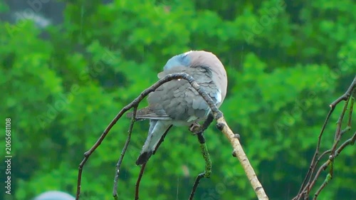 A pigeon is sitting on a birch tree and preening its feathers.