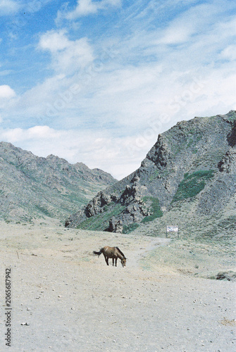 Quadro su tela A horse standing on the plains in front of rocky mountains