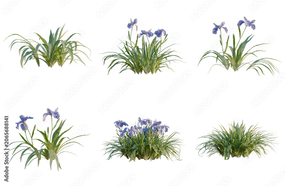 Fototapeta premium Set of Iris tectorum tree, elevation, front view, cutout, transparent background, isolate, Variety of Iris Plants - Lush Greenery with Blue Flowers for Landscape Design and Botanical Illustration