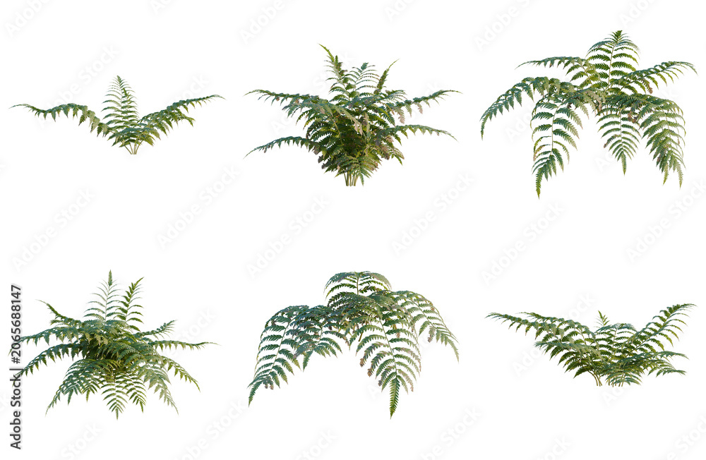Obraz premium Set of Cibotium barometz tree, elevation, front view, cutout, transparent background, isolate, Collection of lush green fern plants for botanical illustrations and nature designs.