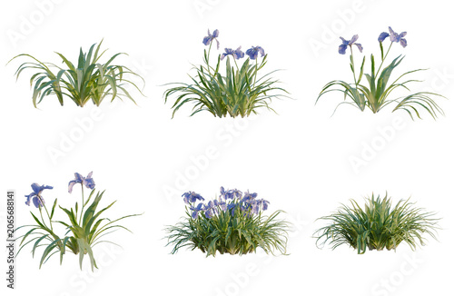 Fotografie Set of Iris tectorum tree, elevation, front view, cutout, transparent background