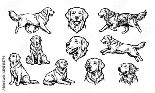 Golden Retriever Line art unique designs vector illustration