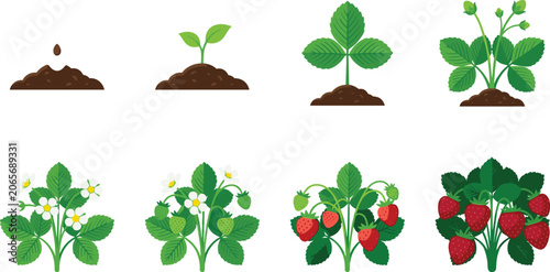 Bild auf Leinwand Strawberry Plant Growth Stages from Seedling to Ripe Fruit Vector Set