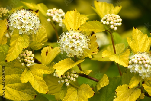 Physocarpus opulifolius