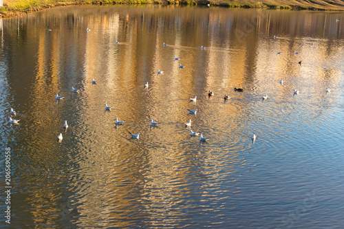 Seagulls and ducks swim in the river