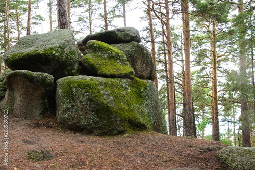 Large moss-covered rocks in a pine forest