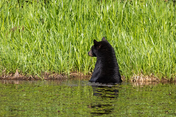 American black bear standing in marsh water looking towards grass at Minnekhada Regional Park Coquitlam British Columbia Canada