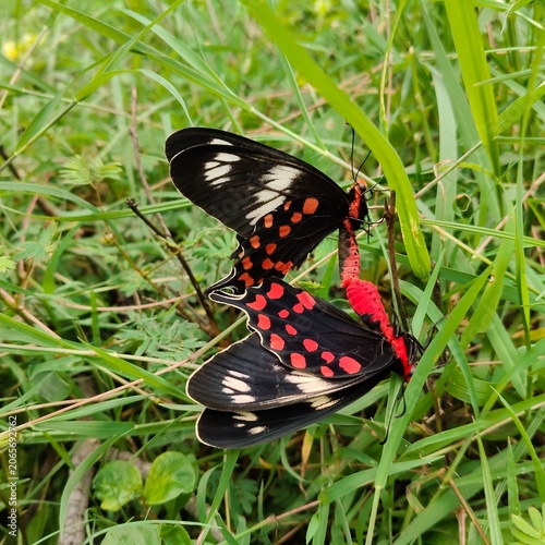 Bild auf Leinwand Rare pic of Black, Red, White colour butterfly
